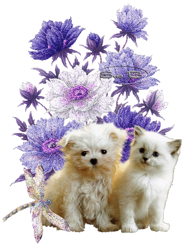 Chiot et chaton blancs/Fleurs mauves...
