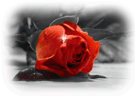 Une rose rouge...