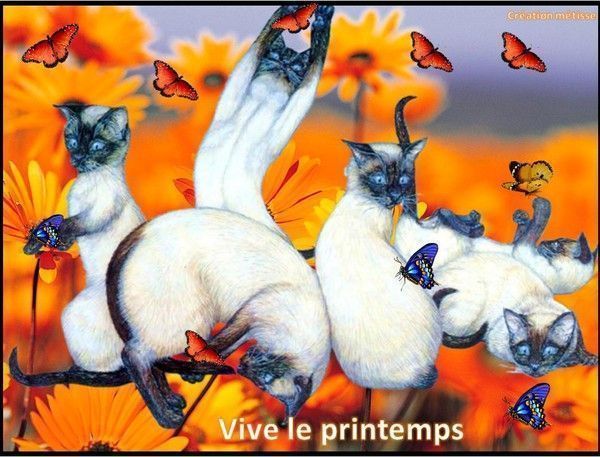 "Vive le Printemps" avec les chats de SYLVIE/METISSE...