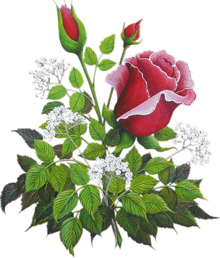 Boutons de roses et petites fleurs blanches...