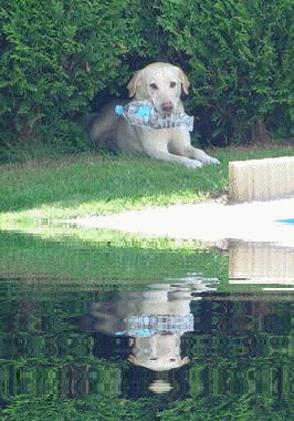 Labrador jouant avec une bouteille plastique...