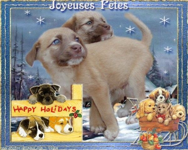 "Joyeuses Fêtes. Happy Holidays" - Chiots...