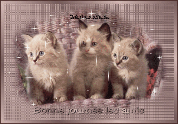 "Bonne journée les amis" - 3 chatons regardant du même côté