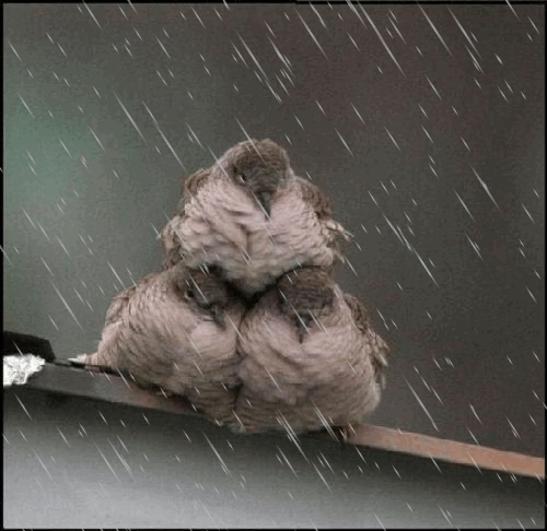 Hélas, pluie encore aujourd'hui... Pauvres oiseaux...