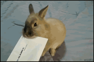 Un lapin pour ouvrir son courrier... Quoi de mieux?!