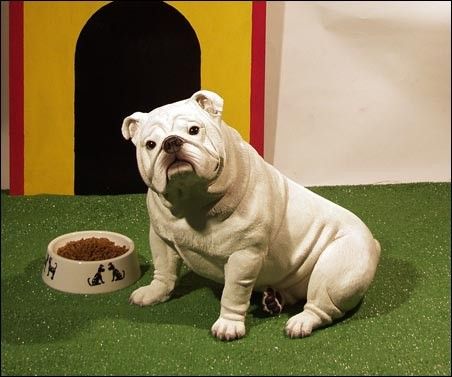 Statue d'un bulldog blanc en taille réelle...