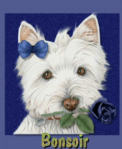 West Highland Terrier à la rose bleue "Bonsoir"...