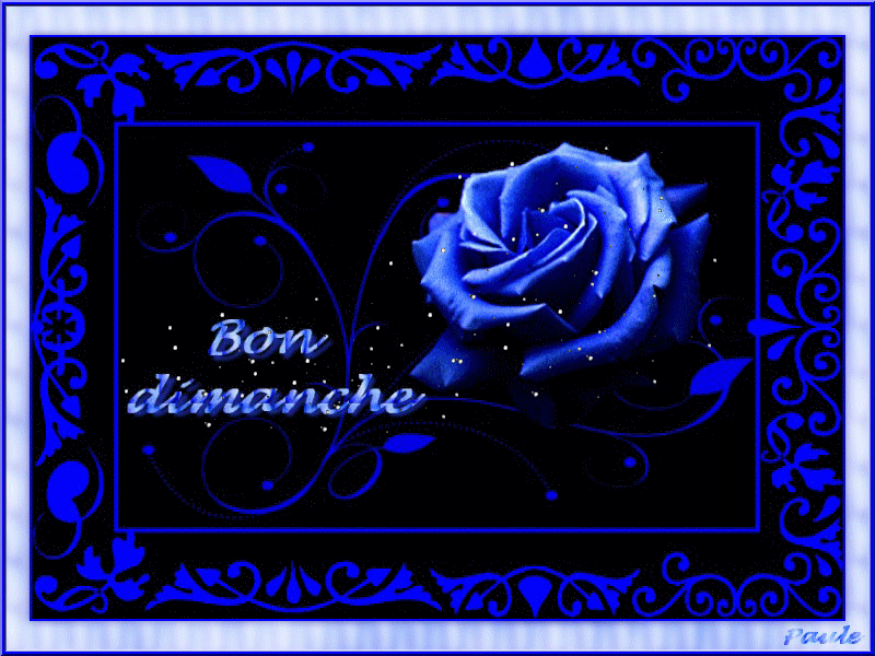 "Bon dimanche" - Une sublime rose bleue...