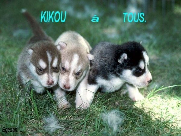 "Kikou à tous"/Chiots Husky - Merci... NADEGE...