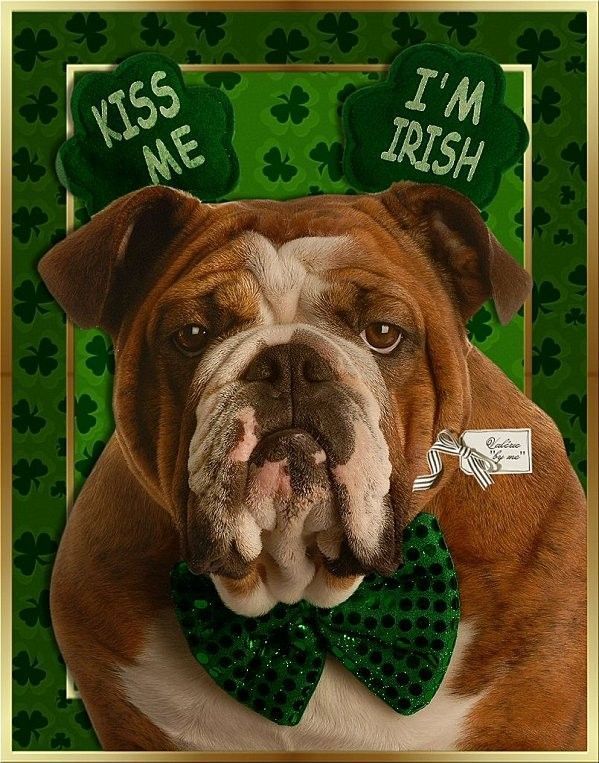 Bulldog au noeud papillon vert "Kiss me. I'm Irish"...