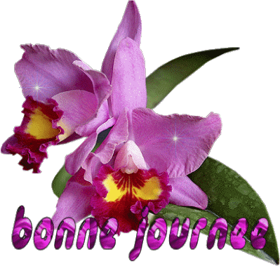 Orchidées roses "Bonne journée"...