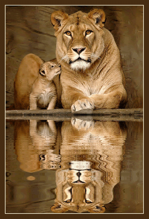 Lionne et son lionceau/Reflets...