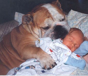 Rien de plus tendre qu'un bulldog avec un bébé...