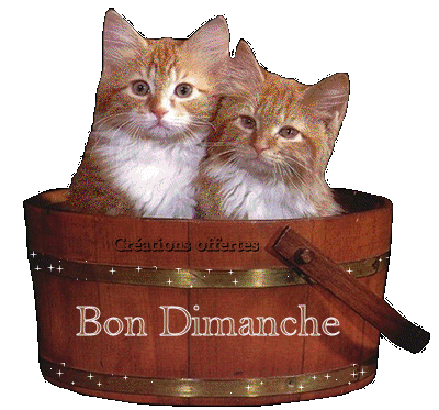 "Bon dimanche" - Deux chatons roux dans un bac en bois...
