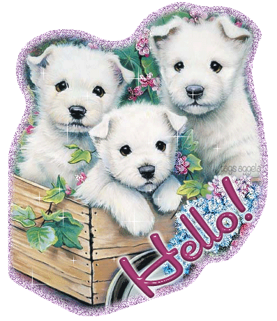 "Hello!" - 3 adorables chiots blancs dans un bac en bois...