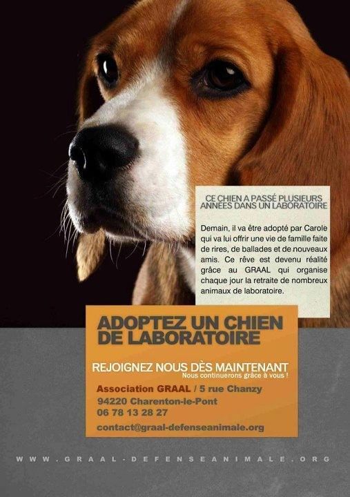 Adoptez un chien de laboratoire...