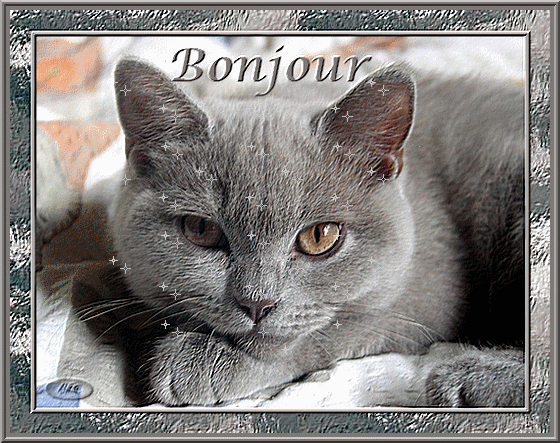 Magnifique chat gris cendr "Bonjour"...
