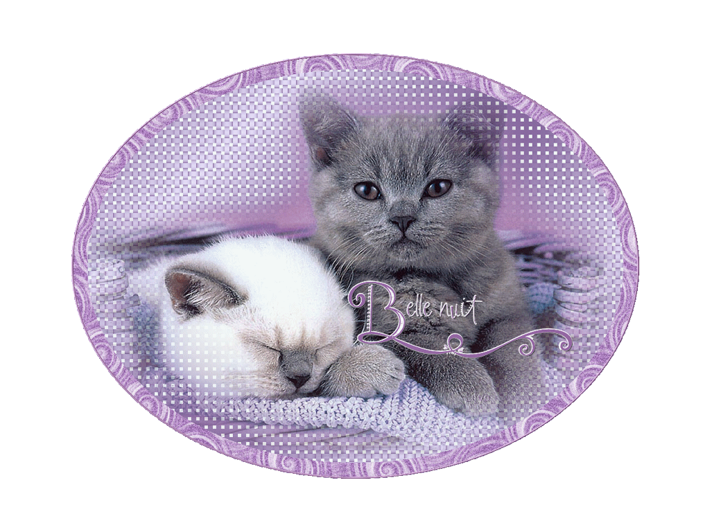 "Belle nuit" - Deux chatons, un blanc, un gris...