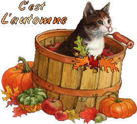 "C'est l'automne" - Chat dans un panier de fruits...