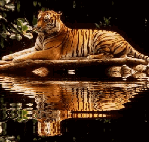 Tigre couché sur un petit pont de pierres