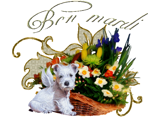 "Bon mardi" - WestHighland Terrier ailé devant des fleurs