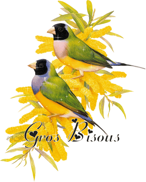 "Gros bisous" - Couple d'oiseaux au dos vert...
