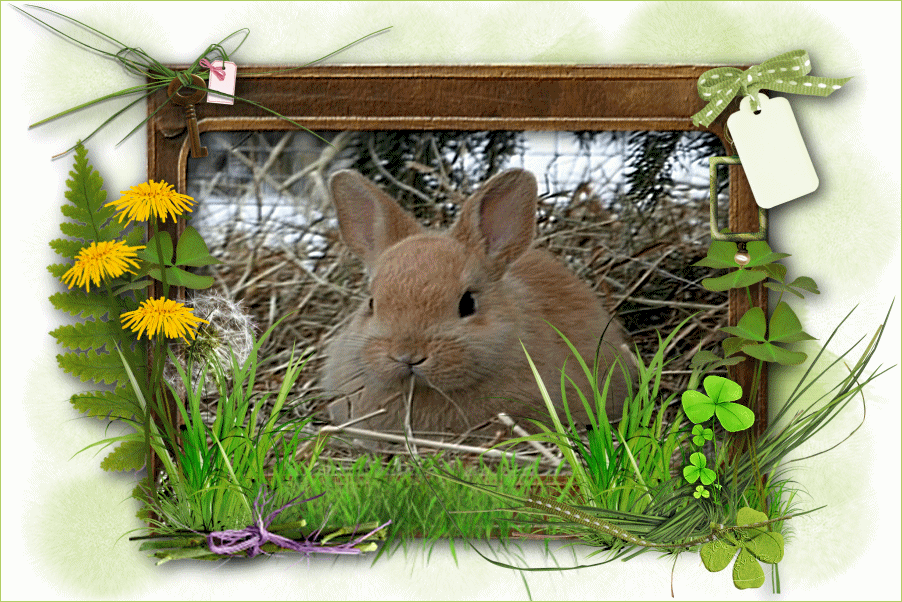 Adorable petit lapin se régalant d'herbe sèche...
