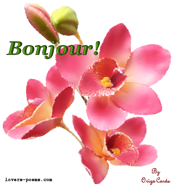 "Bonjour!" - Belles orchidées...