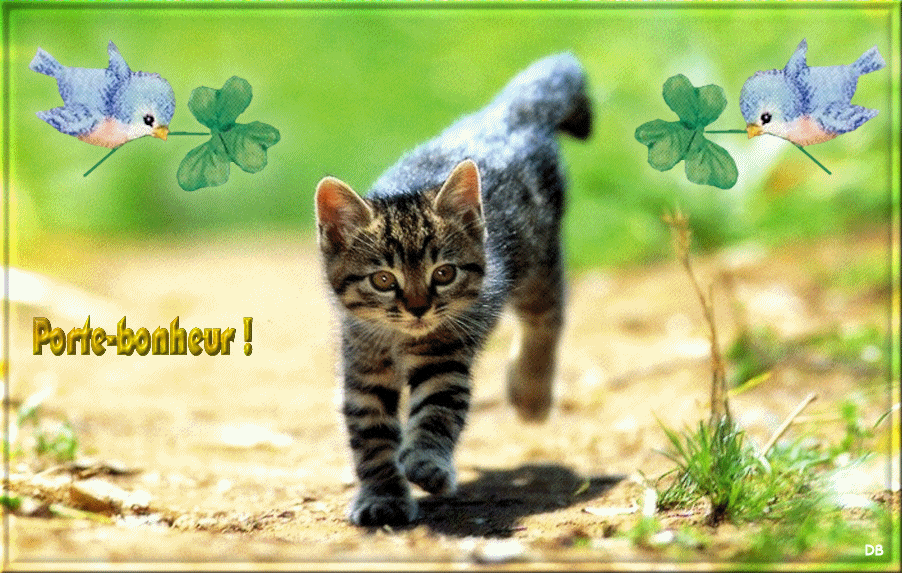 Un chaton "Porte-bonheur!" par... MA DOMI D'AMOUR/JARDINS...