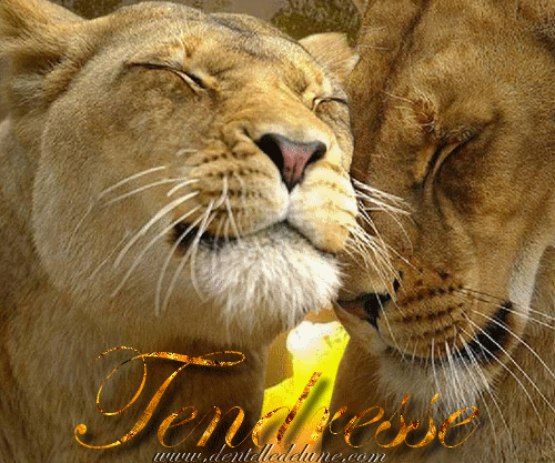 Lionnes "Tendresse"...