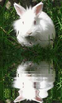 Reflet d'un adorable lapin blanc sur l'herbe...