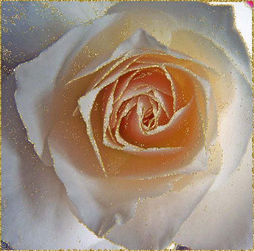 Coeur d'une rose scintillante d'or...