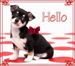 "Hello" - Chihuahua et papillon rouge...