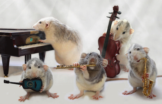Un orchestre complet de... rats!...