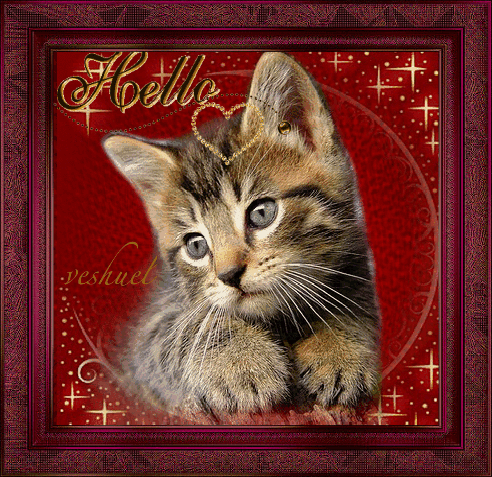"Hello" -Adorable chaton tigré et petit coeur...