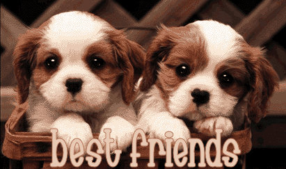 "Best Friends" - Deux adorables chiots...