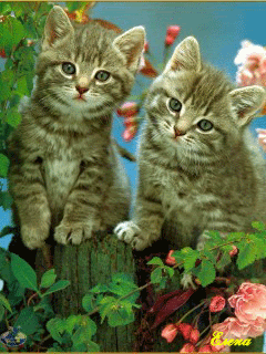 Deux chatons tigrs parmi les fleurs...