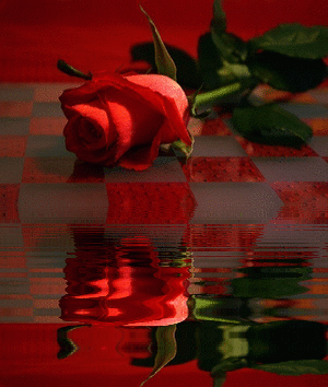 Reflet de rose rouge...