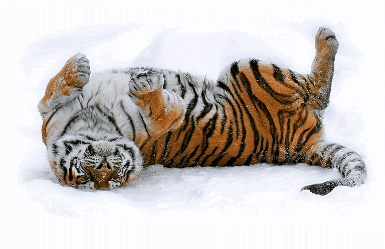 Tigre se roulant dans la neige