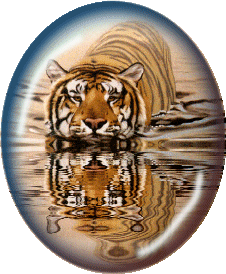 Tigre à l'heure du bain