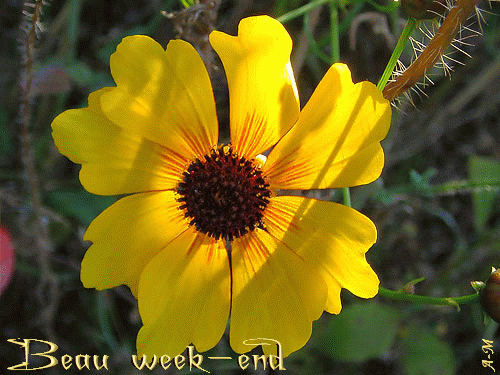 Jolie fleur jaune "Beau week-end"...