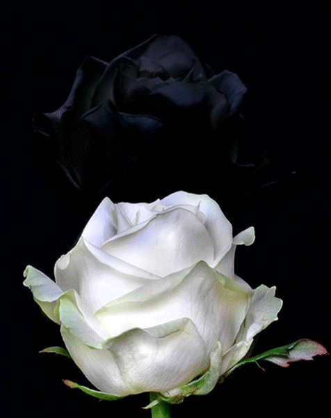 Rose blanche et rose noire...