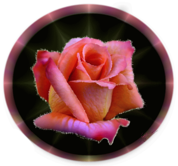 Superbe rose "Bonne journée"...