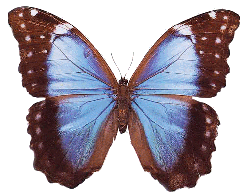 Un beau papillon bleu et marron...