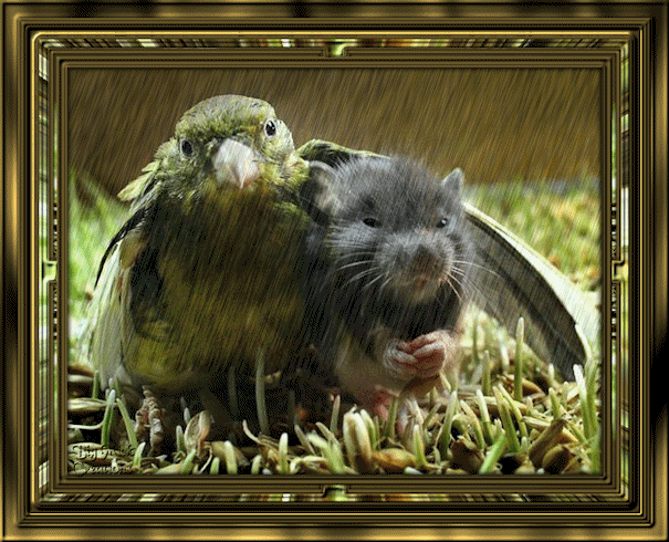 Ratounet est protégé de la pluie par son ami oiseau...