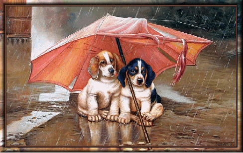 Deux toutous protégés de la pluie sur la route...