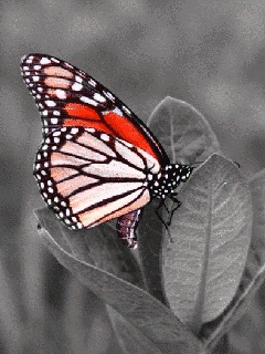 Papillon changeant de couleurs