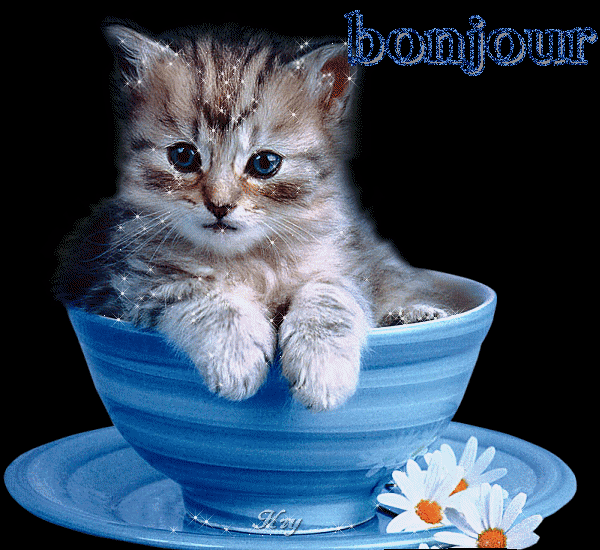 RÃ©sultat de recherche d'images pour "gif les bleus avec les chats"