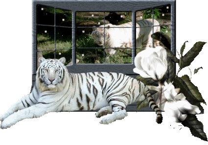 Tigres blancs par la fenêtre