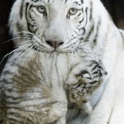 Tigresse blanche portant son petit
